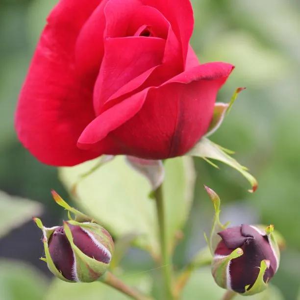 One in a Million Floribunda Rose (Rosa One in a Million)
